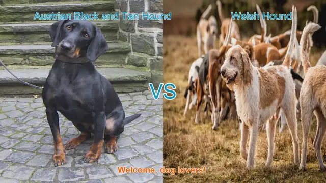 Video thumbnail for Austrian Black and Tan Hound vs. Welsh Hound: A Comprehensive Comparison
