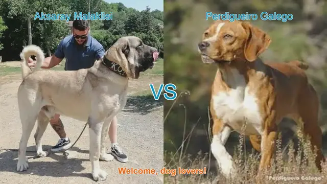 Video thumbnail for Aksaray Malaklisi vs. Perdigueiro Galego: A Dog Breed Comparison