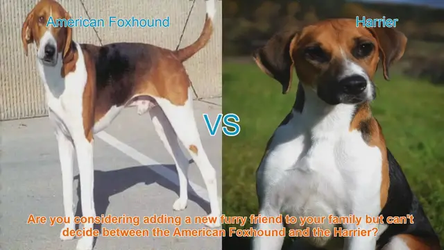 Video thumbnail for American Foxhound vs. Harrier: Choosing the Right Dog Breed for Your Family