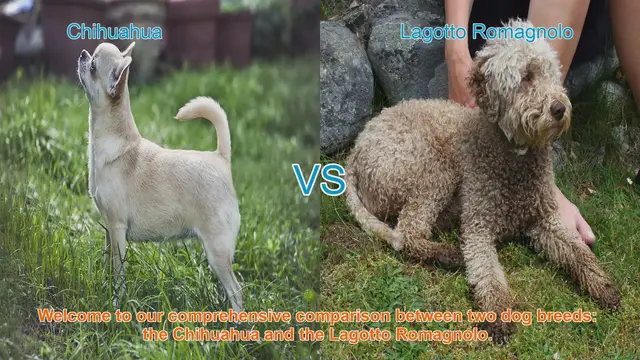 Video thumbnail for Chihuahua vs. Lagotto Romagnolo: A Comprehensive Breed Comparison