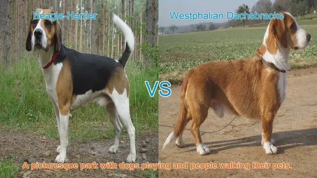 Video thumbnail for Comparing Beagle-Harrier and Westphalian Dachsbracke: A Comprehensive Guide
