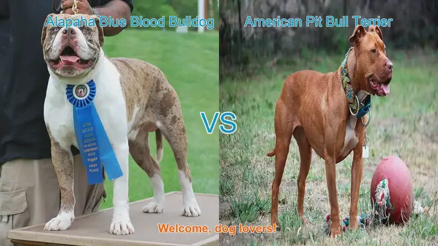 Video thumbnail for Alapaha Blue Blood Bulldog vs. American Pit Bull Terrier: Breed Comparison