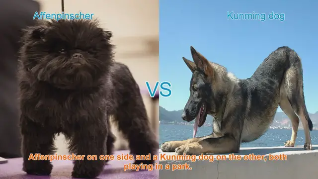 Video thumbnail for Affenpinscher vs. Kunming Dog: Breed Comparison Guide
