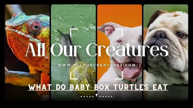 'Video thumbnail for What Do Baby Box Turtles Eat? [Complete Feeding Guide]'