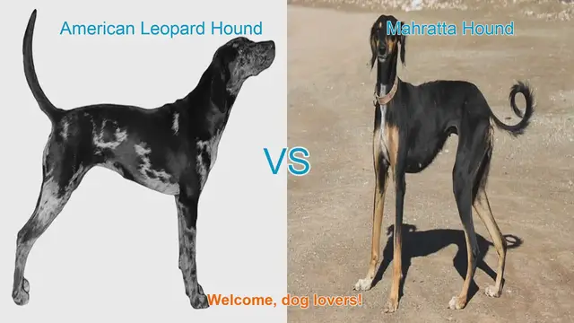 Video thumbnail for American Leopard Hound vs. Mahratta Hound: A Comparison of Two Unique Dog Breeds