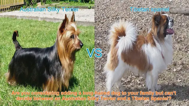 Video thumbnail for Choosing Between Australian Silky Terrier and Tibetan Spaniel: A Comprehensive Comparison