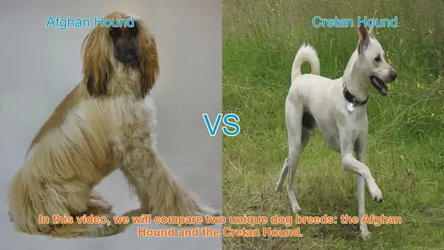Video thumbnail for Afghan Hound vs. Cretan Hound: A Breed Comparison Guide