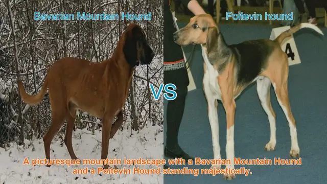 Video thumbnail for Bavarian Mountain Hound vs. Poitevin Hound: A Comparative Guide