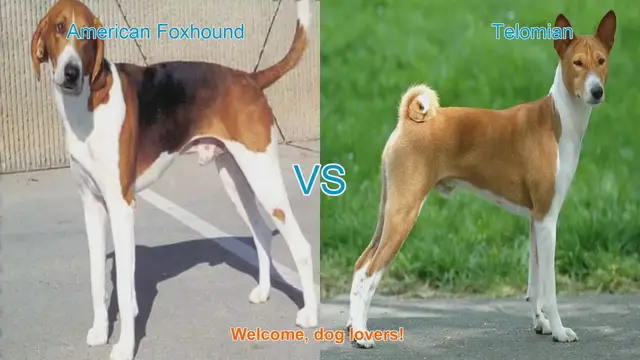 Video thumbnail for American Foxhound vs. Telomian: A Comparison of Unique Dog Breeds