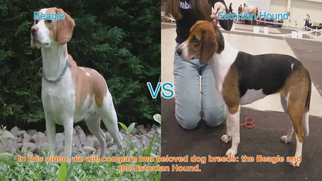 Video thumbnail for Beagle vs. Estonian Hound: A Comparison of Beloved Dog Breeds