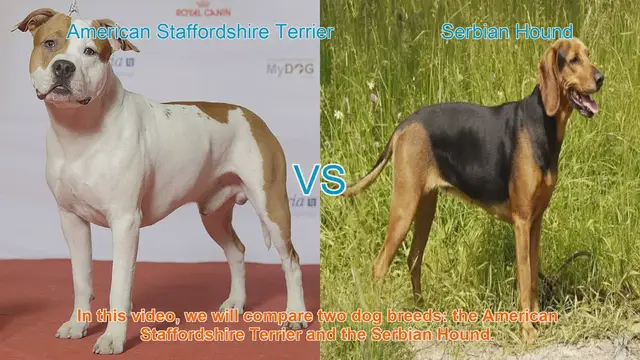 Video thumbnail for American Staffordshire Terrier vs. Serbian Hound: A Comprehensive Comparison