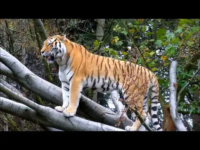 Video thumbnail for How Tiger Populations Affect Carbon Cycling in Forests?