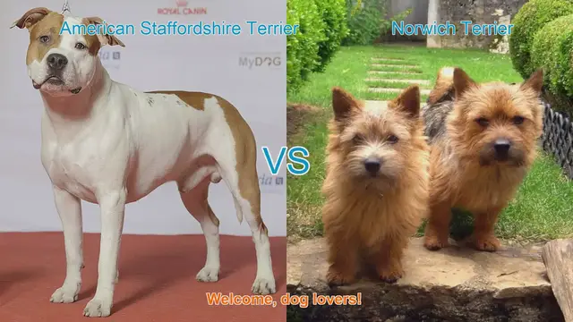 Video thumbnail for American Staffordshire Terrier vs. Norwich Terrier: A Comprehensive Comparison