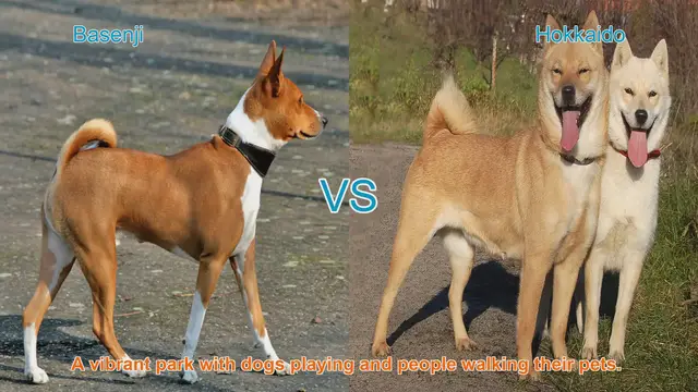 Video thumbnail for Basenji vs. Hokkaido: A Comparison of Unique Dog Breeds