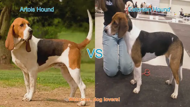 Video thumbnail for Artois Hound vs. Estonian Hound: A Comprehensive Comparison