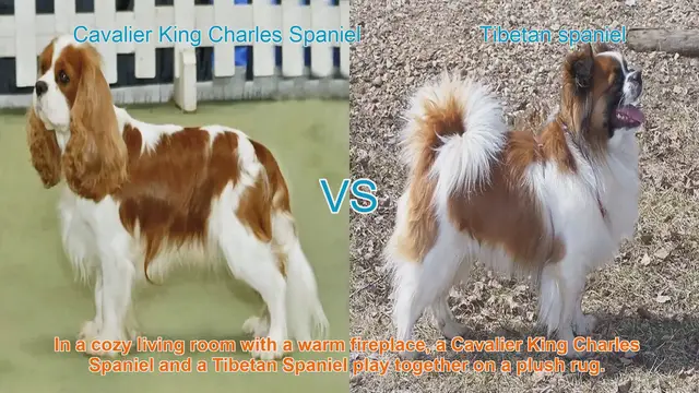 Video thumbnail for Comparing Cavalier King Charles Spaniel and Tibetan Spaniel: Breeds Unleashed