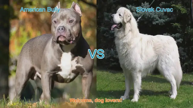 Video thumbnail for American Bully vs. Slovak Cuvac: A Comparison of Two Dog Breeds