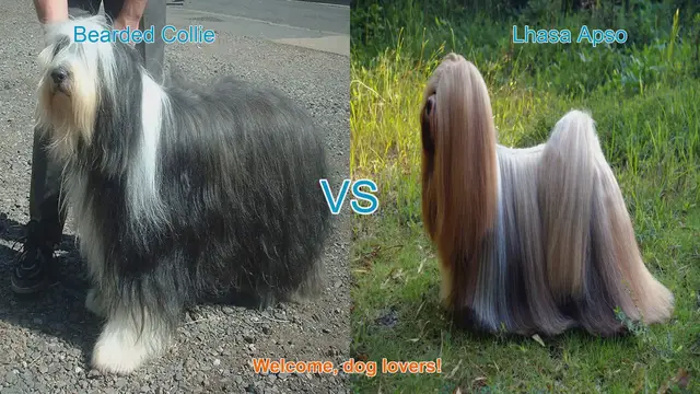 Video thumbnail for Bearded Collie vs. Lhasa Apso: A Comprehensive Comparison
