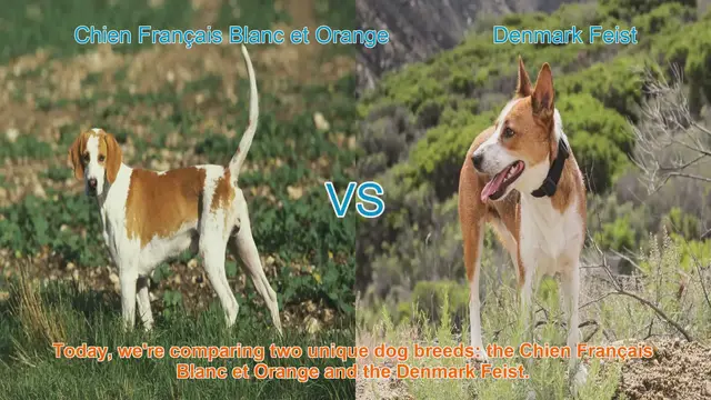Video thumbnail for Comparing Chien Français Blanc et Orange and Denmark Feist: A Comprehensive Guide