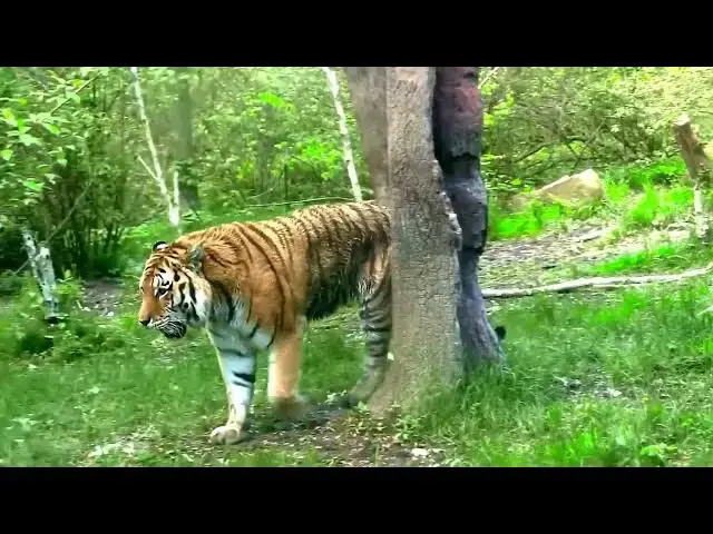 Video thumbnail for How Tigers Learn to Hunt from Their Mothers?