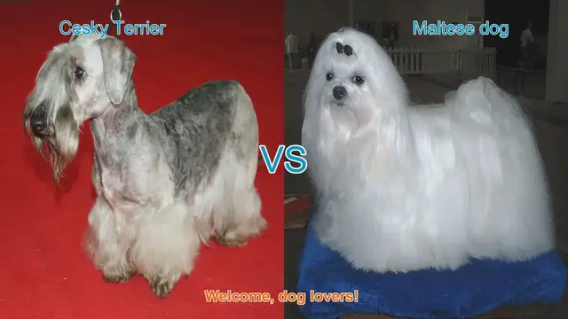 Video thumbnail for Cesky Terrier vs. Maltese: A Comparison of Two Charming Dog Breeds