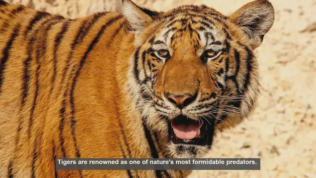 Video thumbnail for 10 Unique Hunting Techniques of Tigers