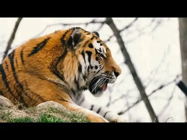 Video thumbnail for How Tigers Use Shadows to Navigate in Sunny Environments?