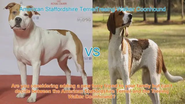 Video thumbnail for American Staffordshire Terrier vs. Treeing Walker Coonhound: A Comprehensive Comparison
