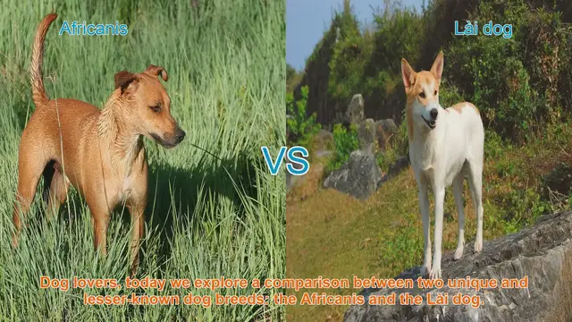 Video thumbnail for Africanis vs. Lài Dog: A Unique Breed Comparison