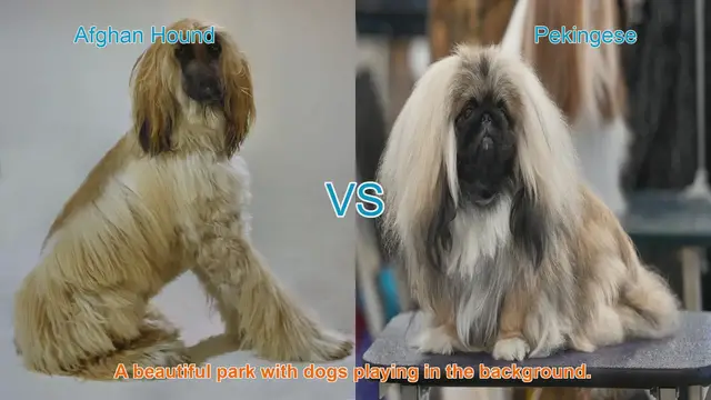 Video thumbnail for A Comparison of Afghan Hound and Pekingese: Beauty, Temperament, and Care