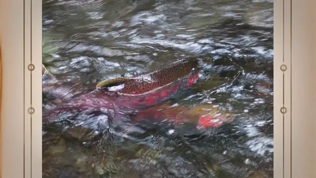 'Video thumbnail for Salmon Secrets Unveiled: The Ultimate Guide to Cooking Perfectly Delicious Salmon'