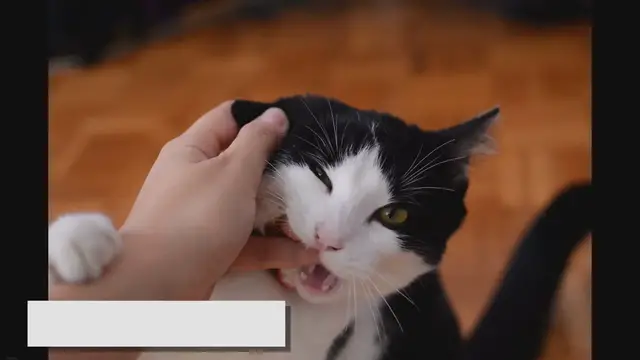 Video thumbnail for Understanding Ragdoll's Gentle Bite: Cute or Concerning?