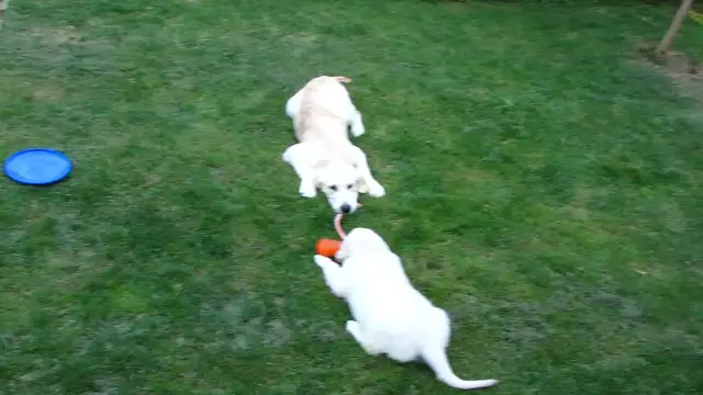 Video thumbnail for Puppies Playing Tug of War