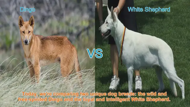 Video thumbnail for Dingo vs. White Shepherd: A Comparison of Two Unique Dog Breeds