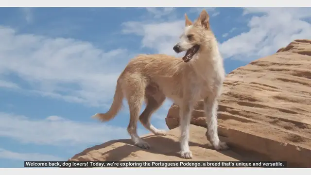 Video thumbnail for Portuguese Podengo: Pros and Cons of This Unique Breed