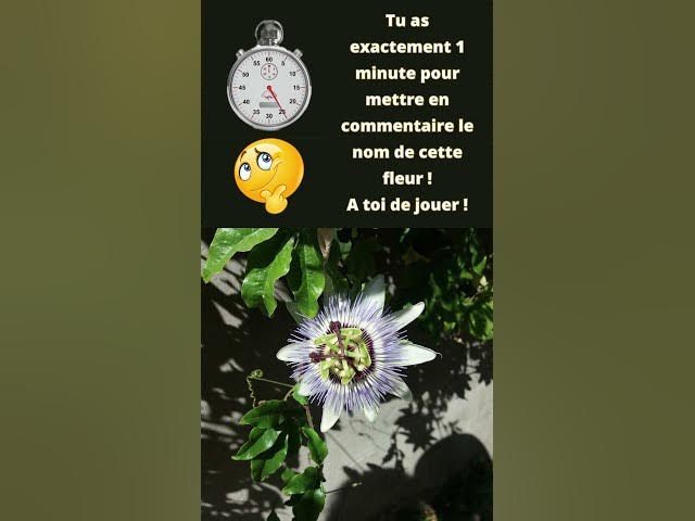 Video thumbnail for La fleur du jour