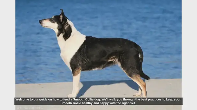 Video thumbnail for How to Feed Your Smooth Collie: Essential Tips for a Healthy Diet