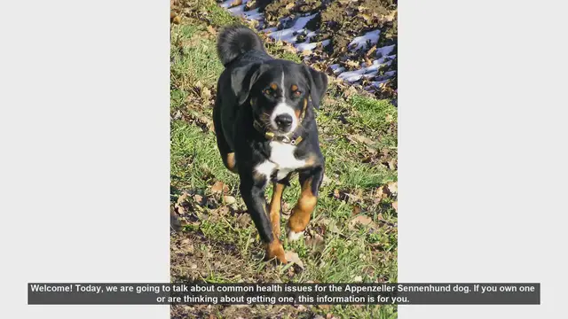 Video thumbnail for Common Health Issues in Appenzeller Sennenhund Dogs
