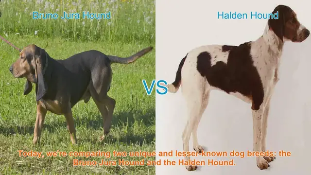 Video thumbnail for Bruno Jura Hound vs. Halden Hound: A Comparative Guide