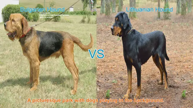 Video thumbnail for Bulgarian Hound vs. Lithuanian Hound: A Comprehensive Comparison