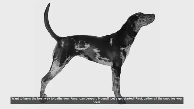 Video thumbnail for How to Bathe Your American Leopard Hound: Step-by-Step Guide