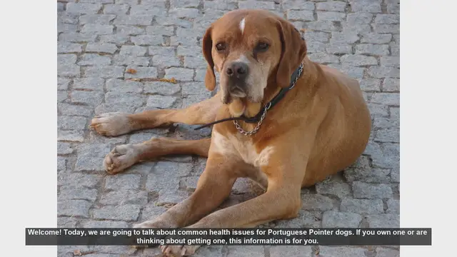 Video thumbnail for Common Health Issues in Portuguese Pointer Dogs
