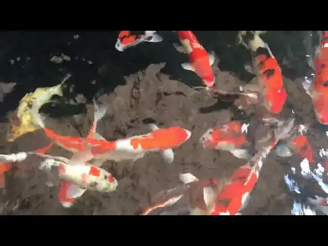 Video thumbnail for How to Clean and Maintain Koi Pond Filters