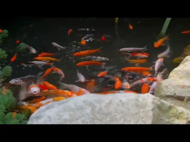 Video thumbnail for How to Clean and Maintain Koi Pond Waterfalls