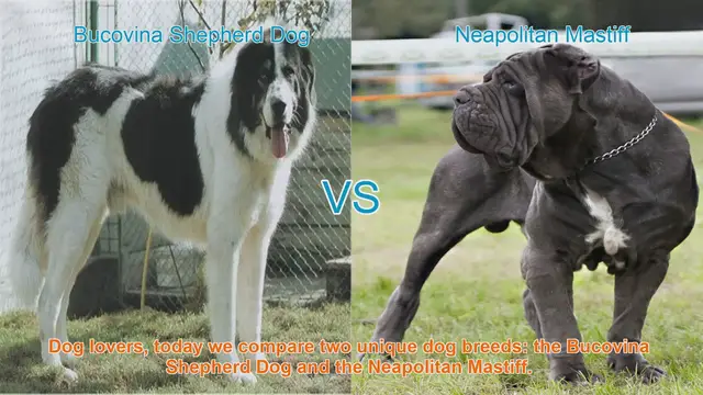 Video thumbnail for Bucovina Shepherd Dog vs. Neapolitan Mastiff: A Comparative Guide