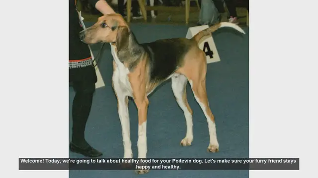 Video thumbnail for Healthy Diet Tips for Your Poitevin Dog