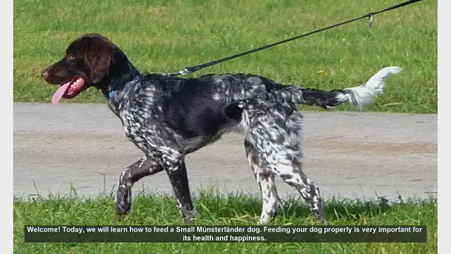Video thumbnail for How to Properly Feed Your Small Münsterländer Dog