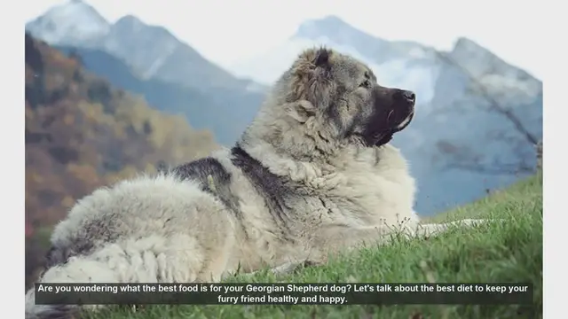 Video thumbnail for Best Diet for Your Georgian Shepherd Dog: Tips for a Healthy and Happy Pet