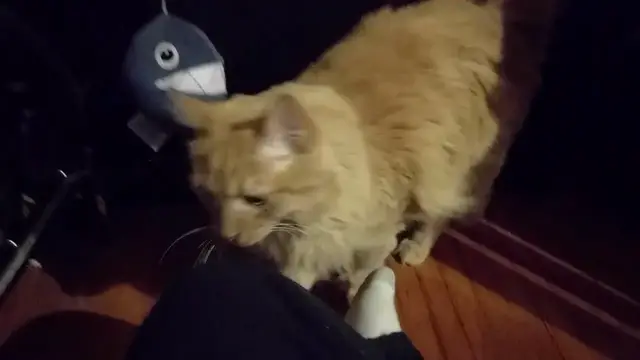 Video thumbnail for Parker Rubs His Face On Everything | Parker The Cat