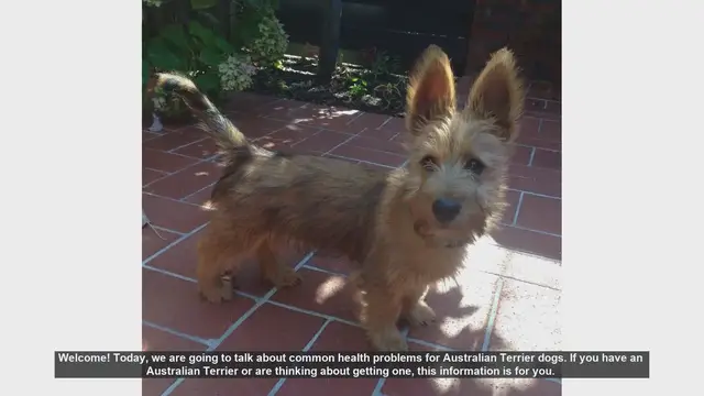 Video thumbnail for Common Health Problems in Australian Terriers: What You Need to Know